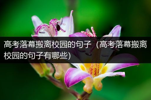 高考落幕搬离校园的句子（高考落幕搬离校园的句子有哪些）