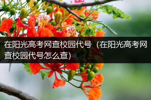 在阳光高考网查校园代号（在阳光高考网查校园代号怎么查）