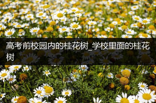 高考前校园内的桂花树_学校里面的桂花树