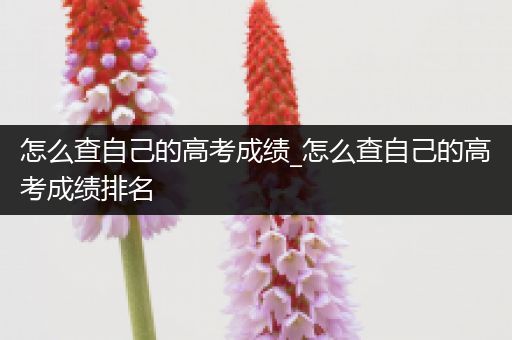 怎么查自己的高考成绩_怎么查自己的高考成绩排名